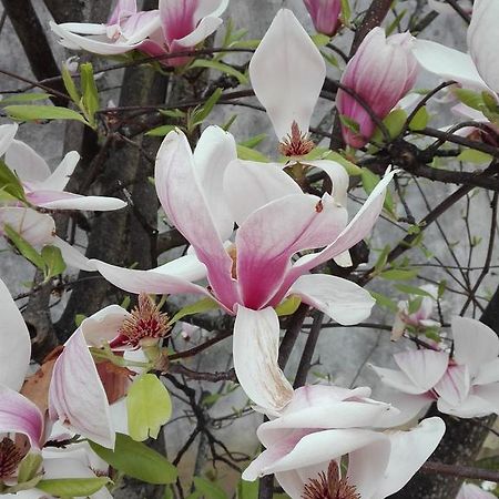 La Magnolia Appartamento Кашіна Екстер'єр фото