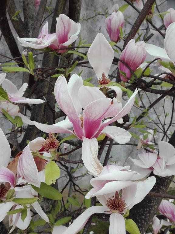 La Magnolia Appartamento Кашіна Екстер'єр фото